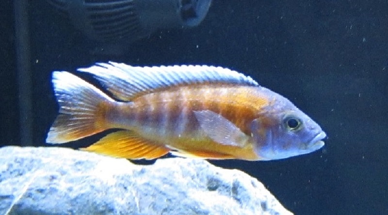 The Nitrogen Cycle In Aquariums Cichlid Crazy