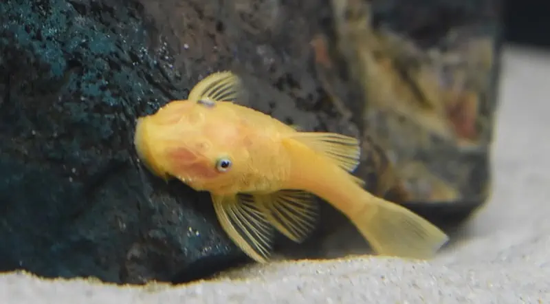 L144 Pleco in African Cichlid Tank