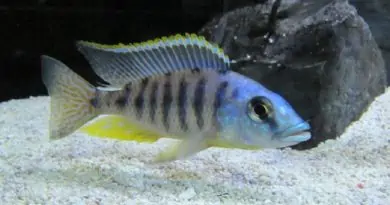 How to get African cichlids to color up