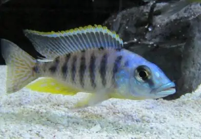 How to get African cichlids to color up