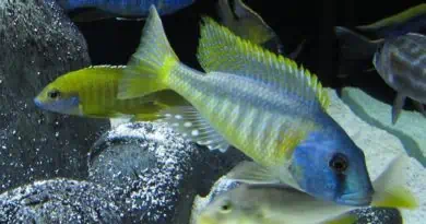Beginners Guide To African Cichlids
