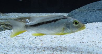Buccochromis Nototaenia Juvenile