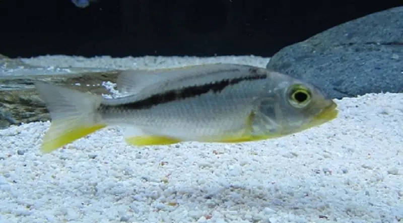 Buccochromis Nototaenia Juvenile