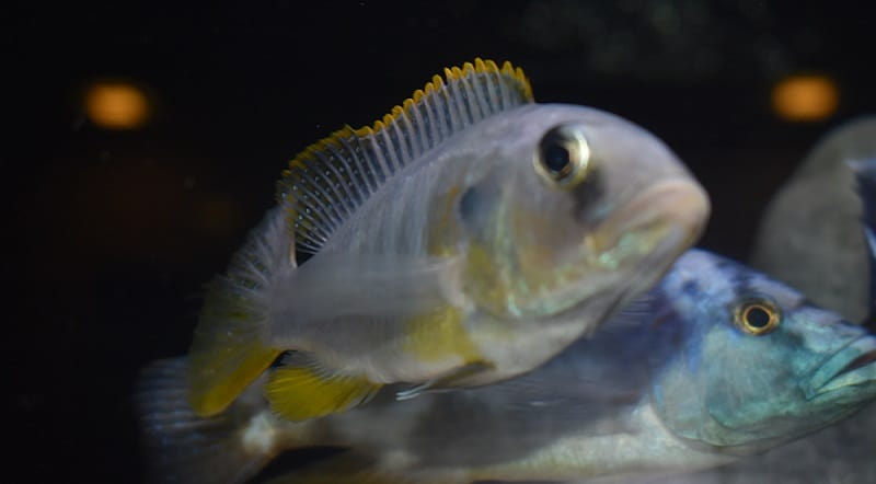 buccochromis-rhoadesii-juvenile-male