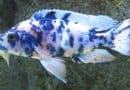 Buying African Cichlids