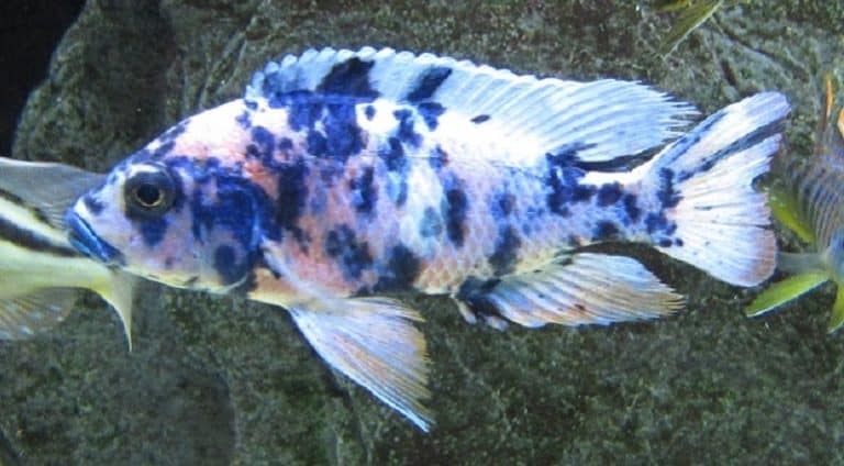 Buying African Cichlids : Cichlid Crazy