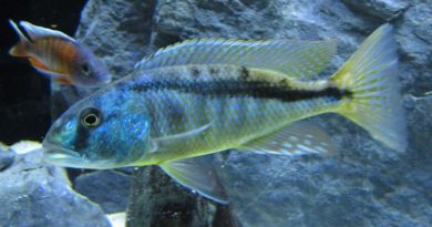 mixing-haps-and-peacock-cichlids