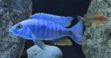 sunken belly cichlid treatment